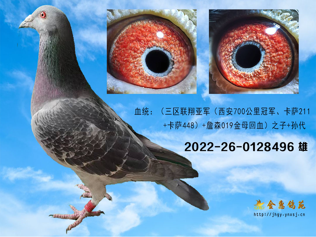 卡萨211曾孙
