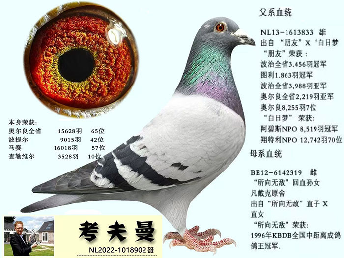 原环考夫曼雄