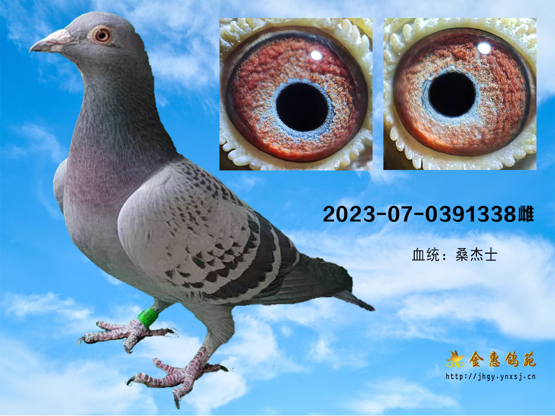 吉林桑杰士雌