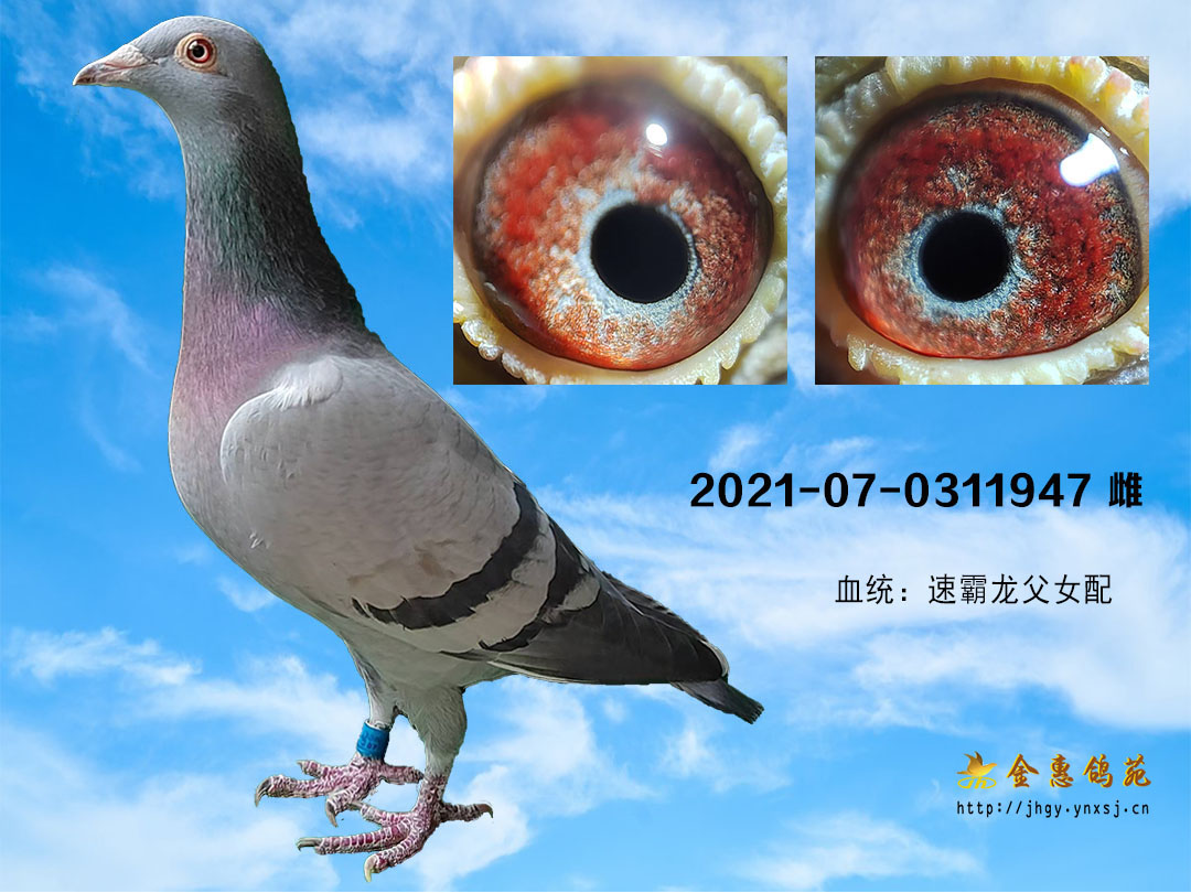 速霸龙回血雌