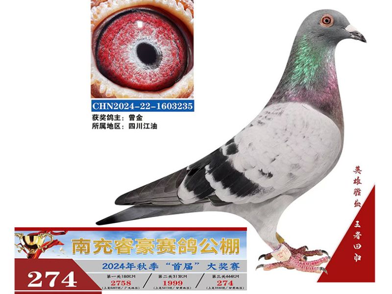 睿豪决赛274名