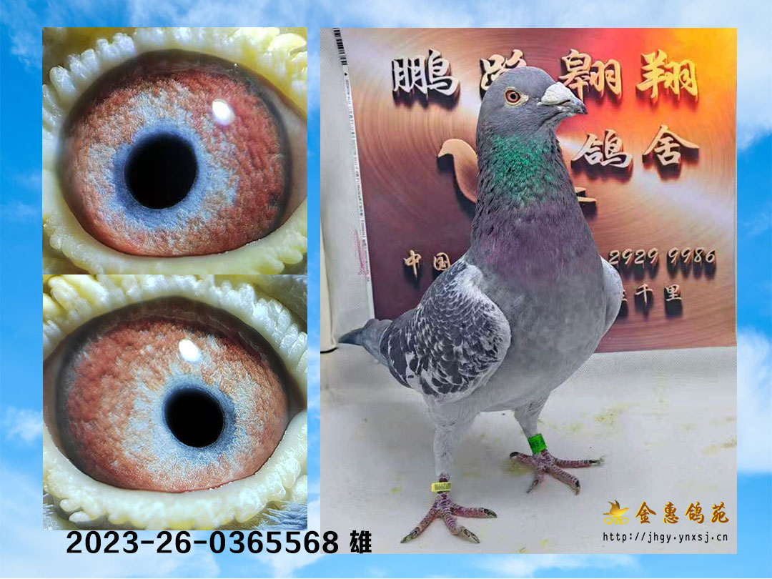 鸽王5名儿