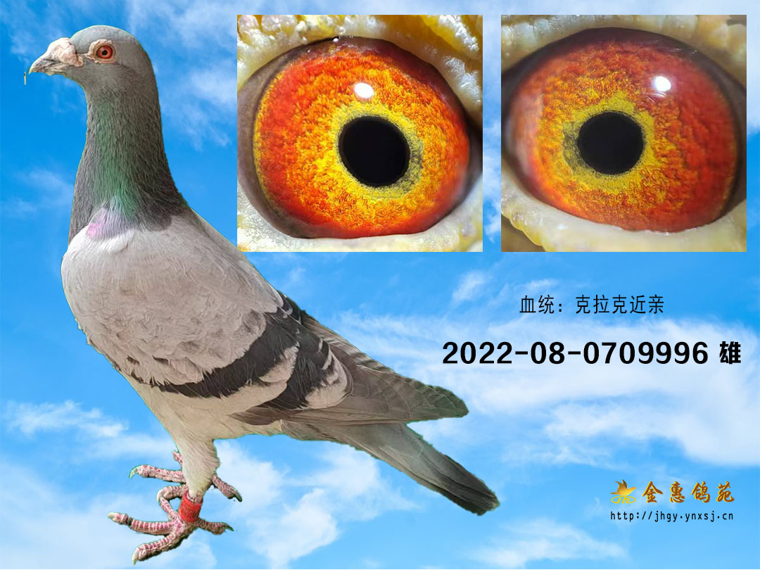 克拉克近亲雄