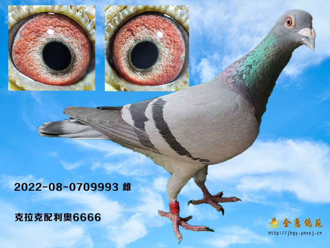 克拉克利奥雌