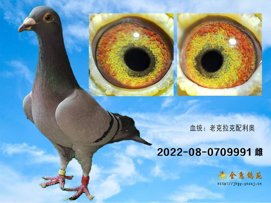 宽底老克利雌