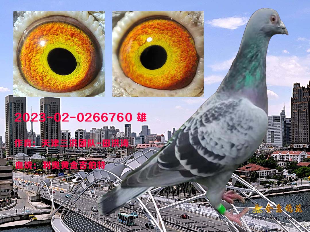 黄金吉伯特雄