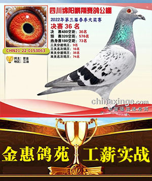 赛绩鸽