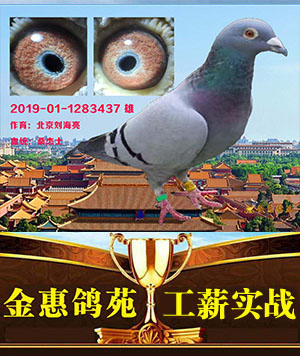 名血鸽