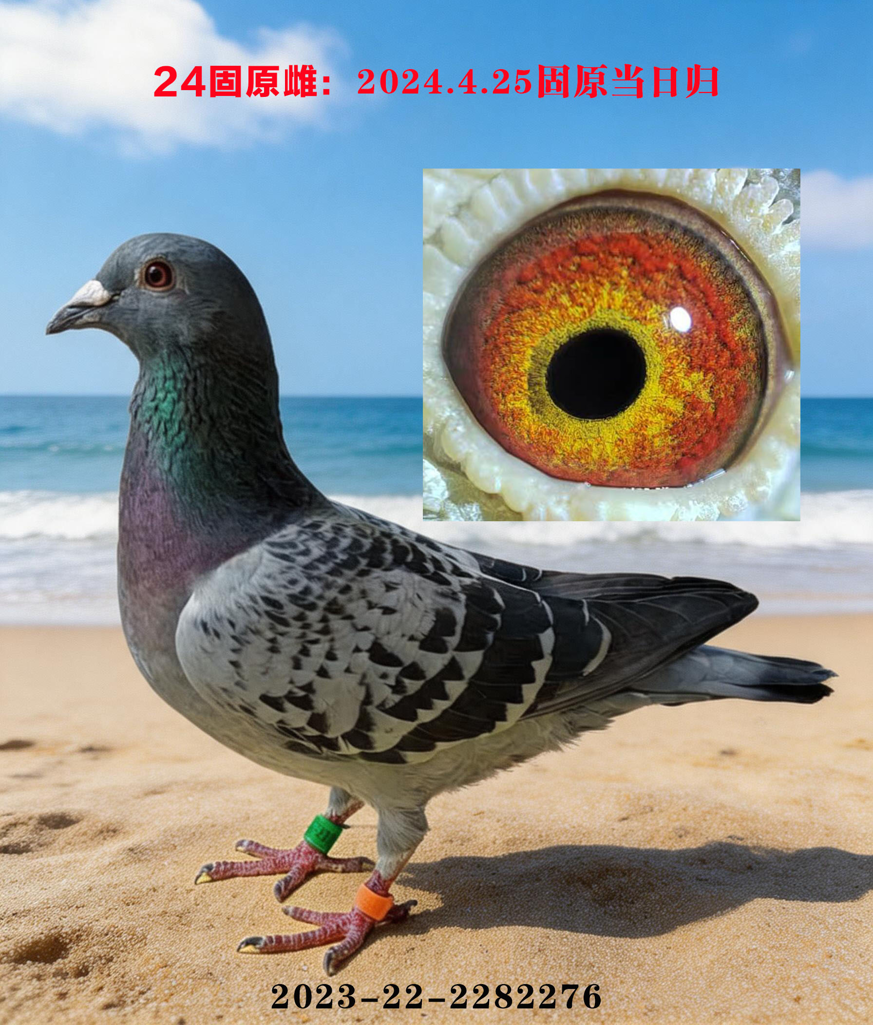 24固原雌