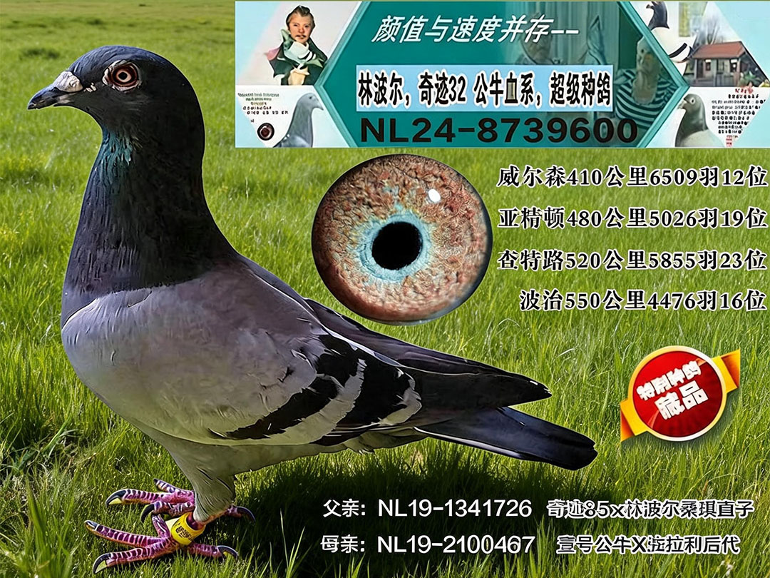 林波尔原环雄