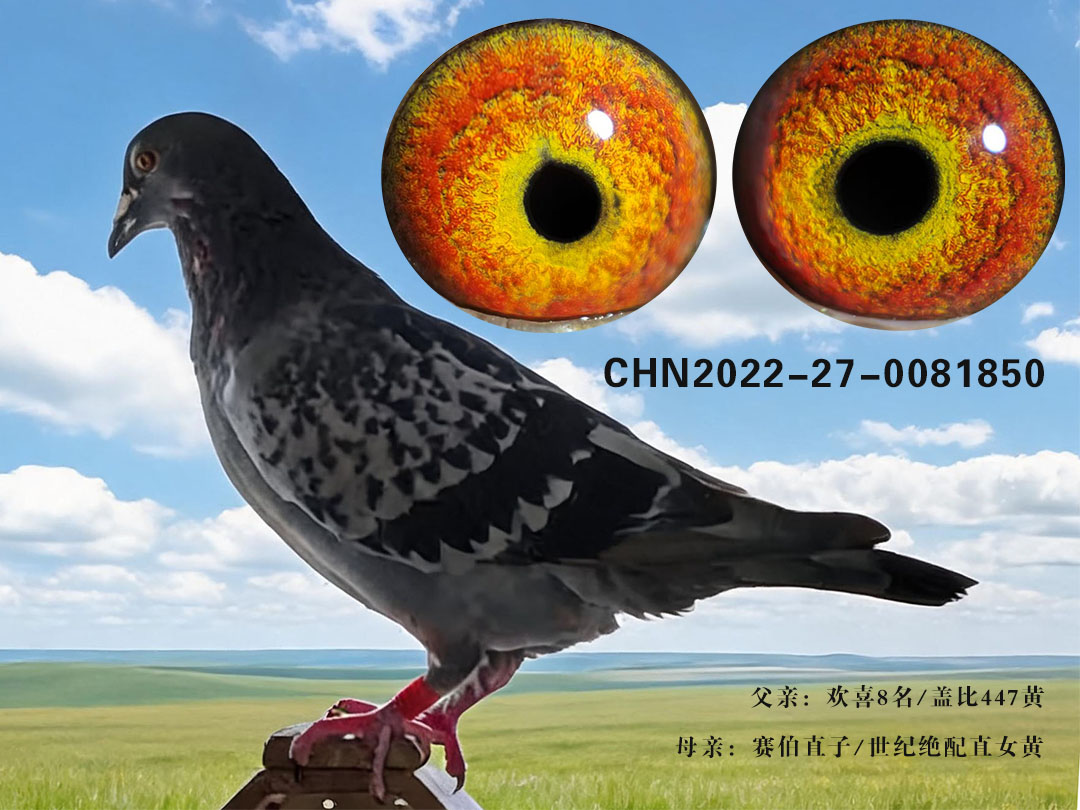 欢喜赛伯雌