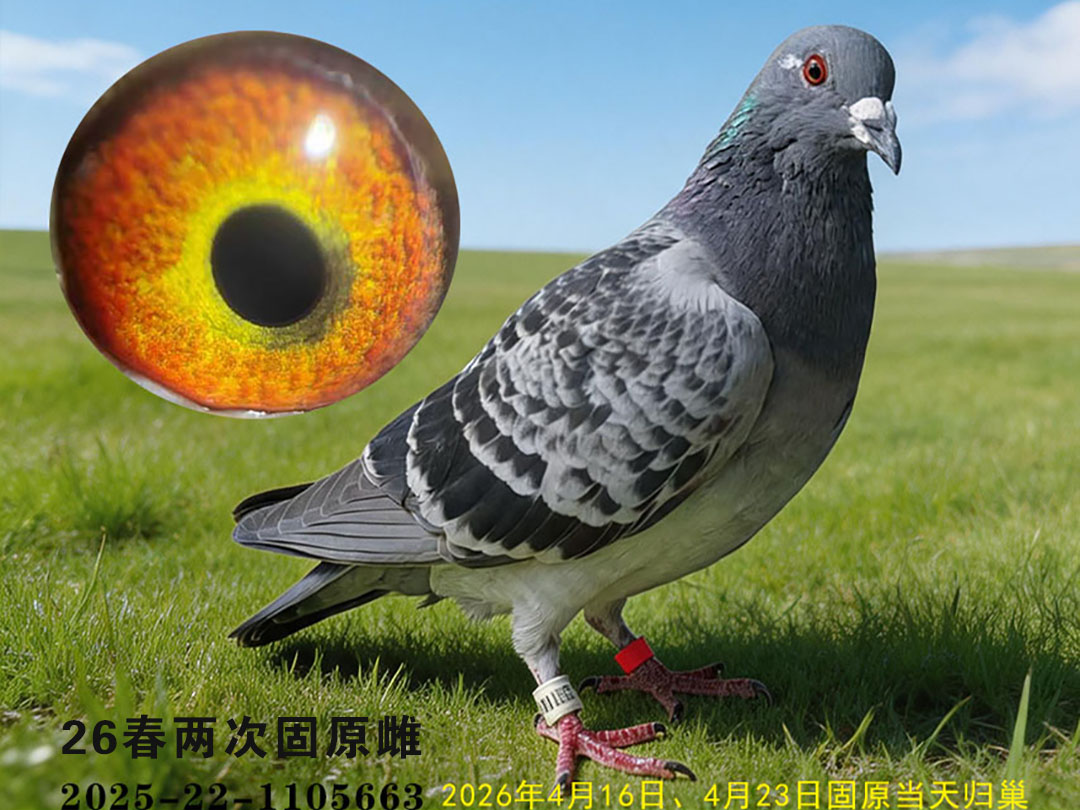 26春两次固原雌