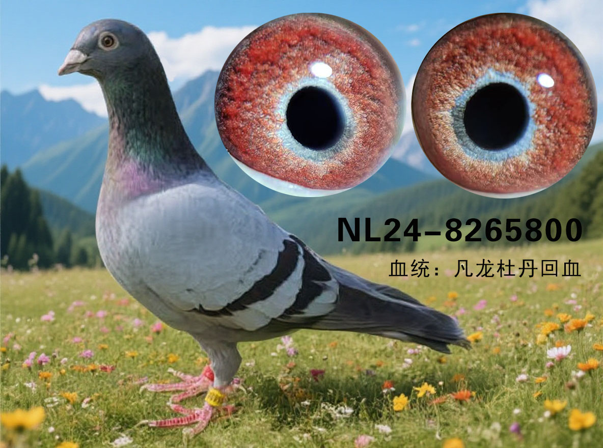 原环凡龙雄